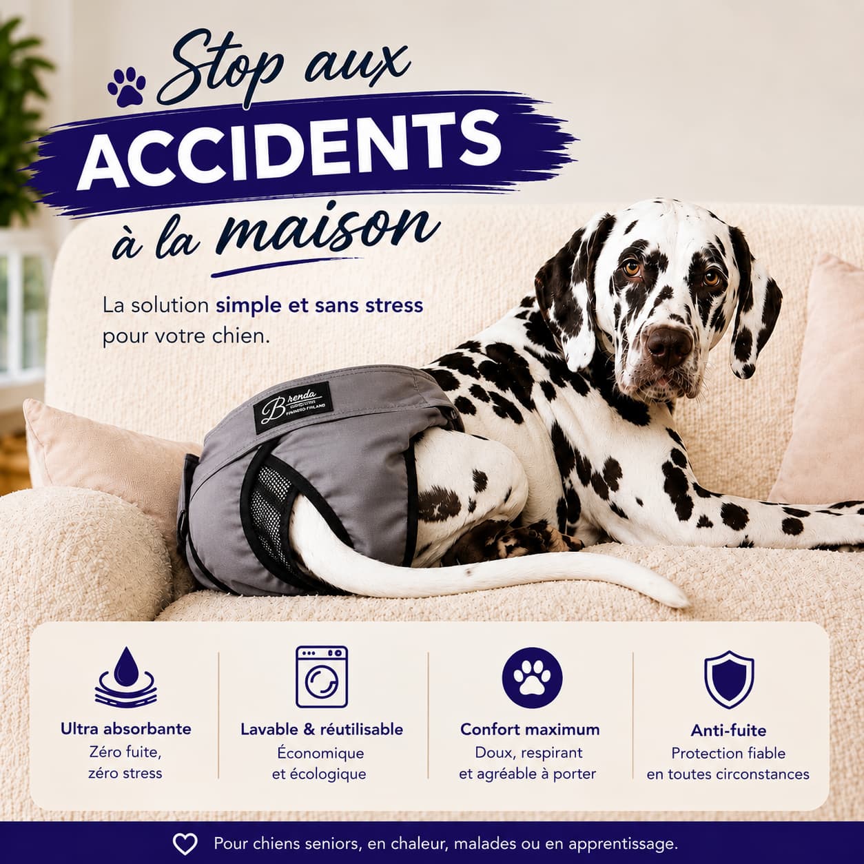 Dalmatien portant une culotte lavable anti-fuite pour chien souffrant d’incontinence. 
