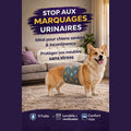 culotte absorbante chien mâle anti fuite protection marquage urinaire lavable