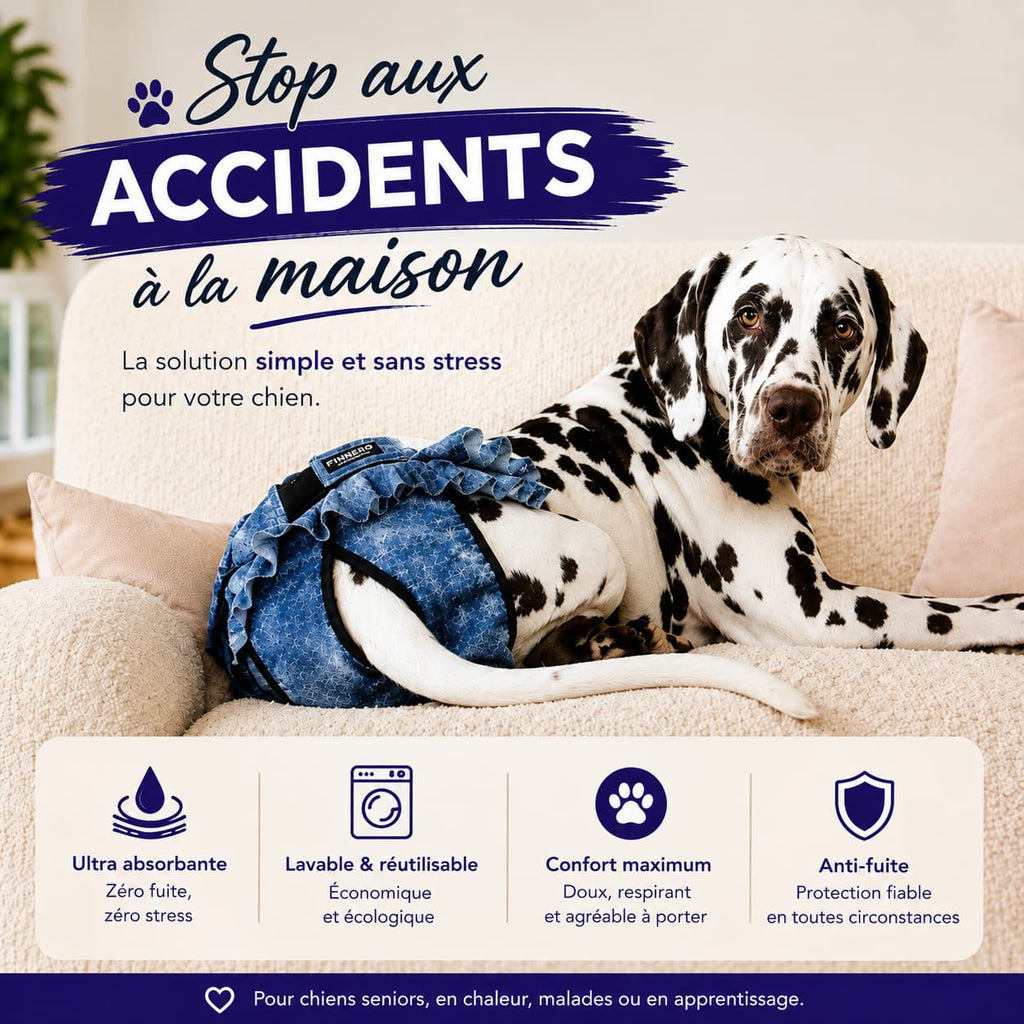 Dalmatien portant une culotte lavable anti-fuite pour chien souffrant d’incontinence. 