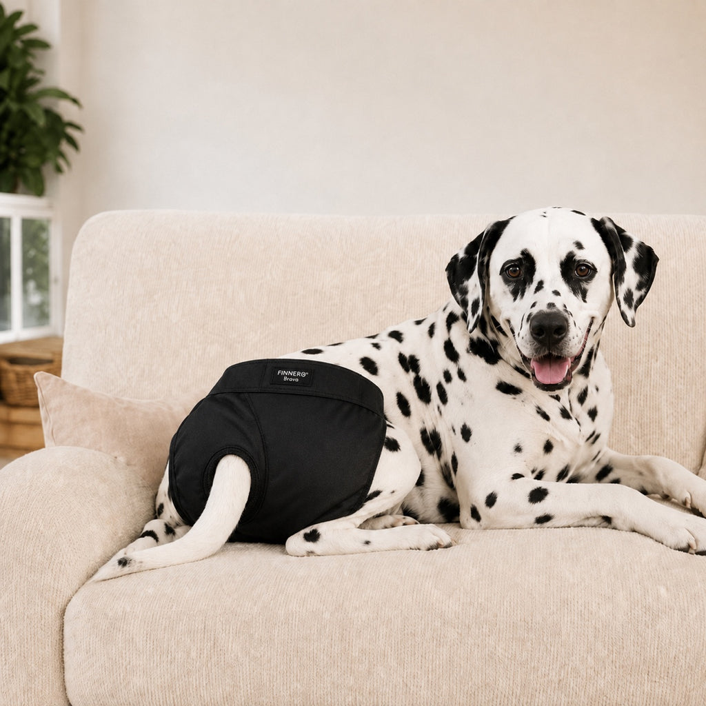 Culotte Brava lavable noire pour chienne, protection anti-fuite