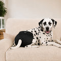 Culotte Brava lavable noire pour chienne, protection anti-fuite