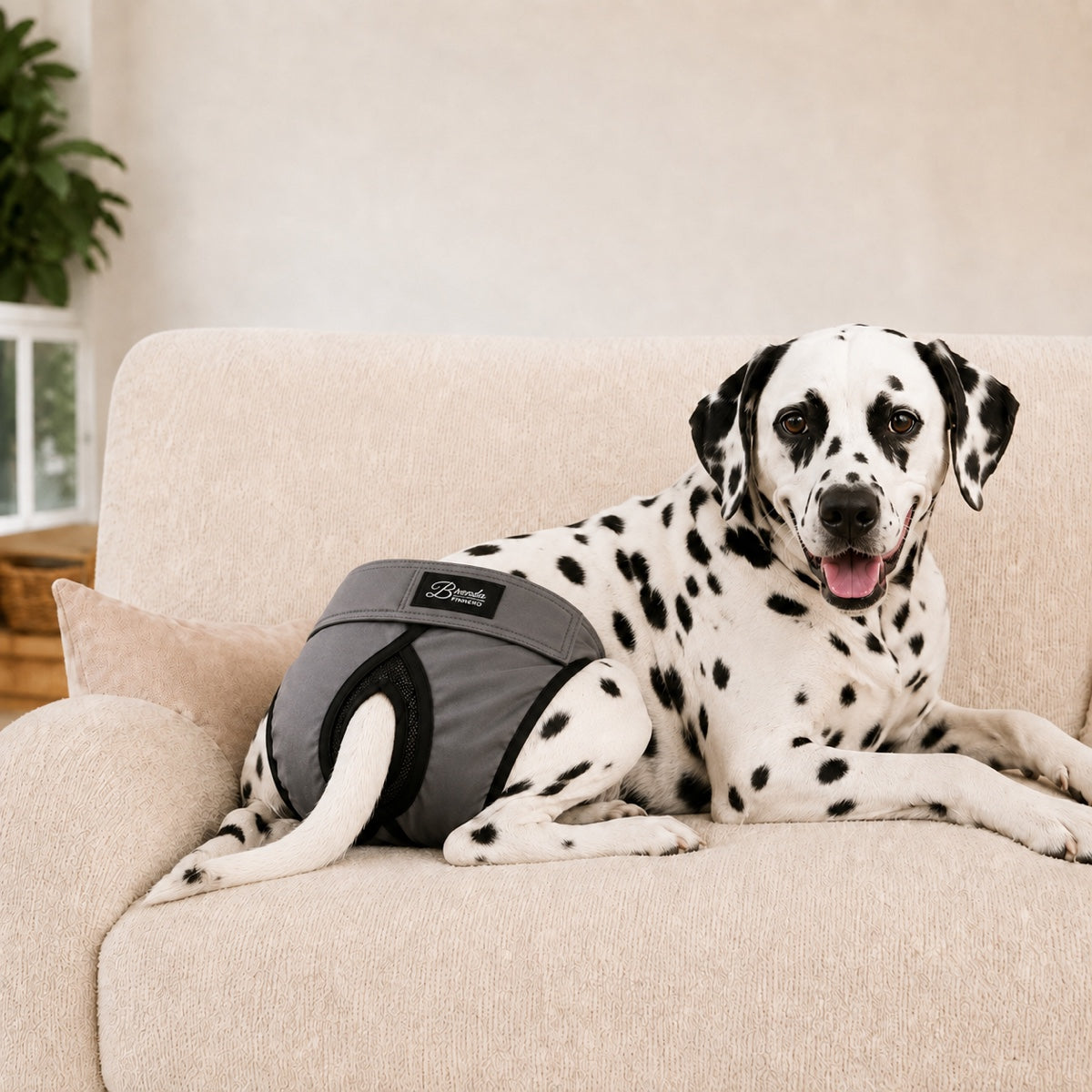 Culotte Brenda grise lavable pour chienne, protection anti-fuite