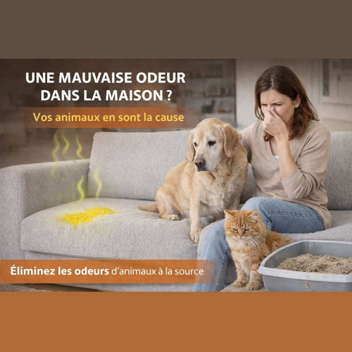 Mauvaise odeur dans la maison causée par urine de chien sur canapé
