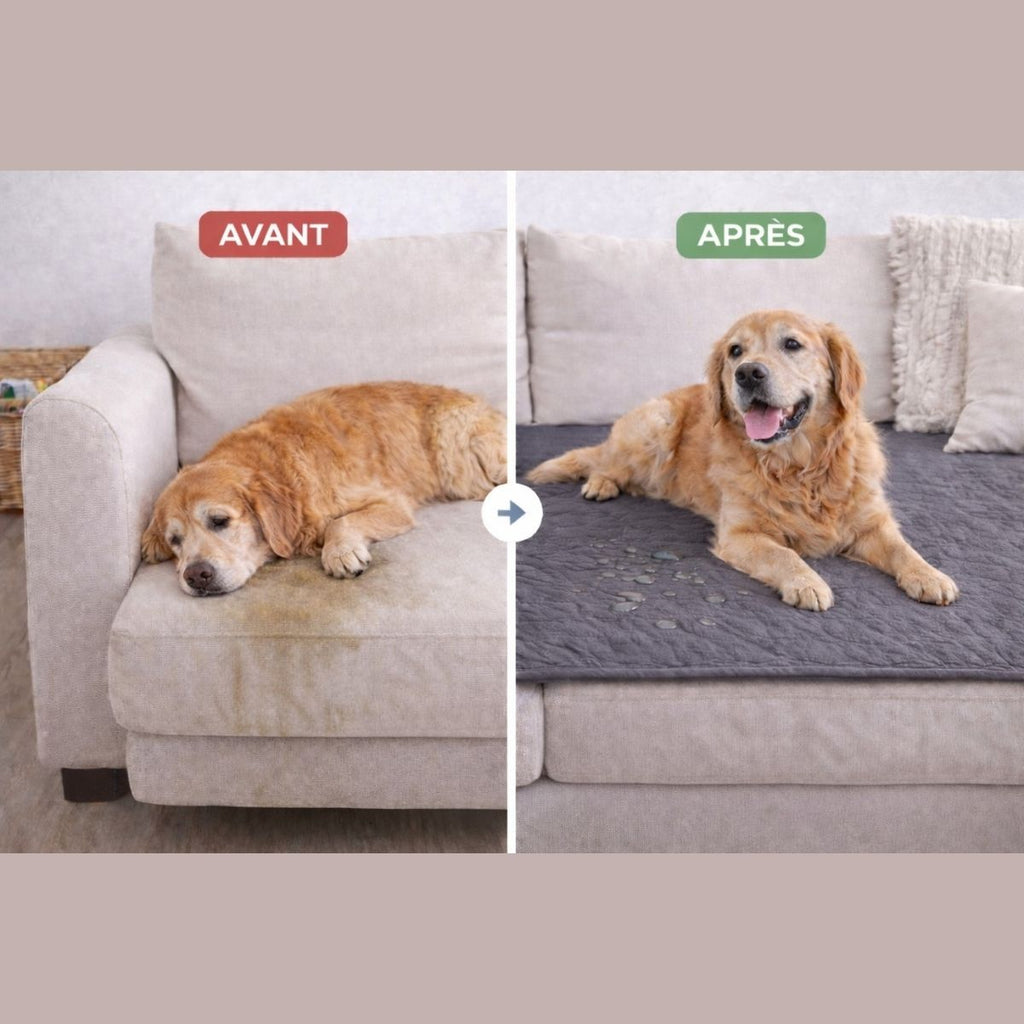 avant après tapis imperméable chien senior protection canapé anti fuite premium