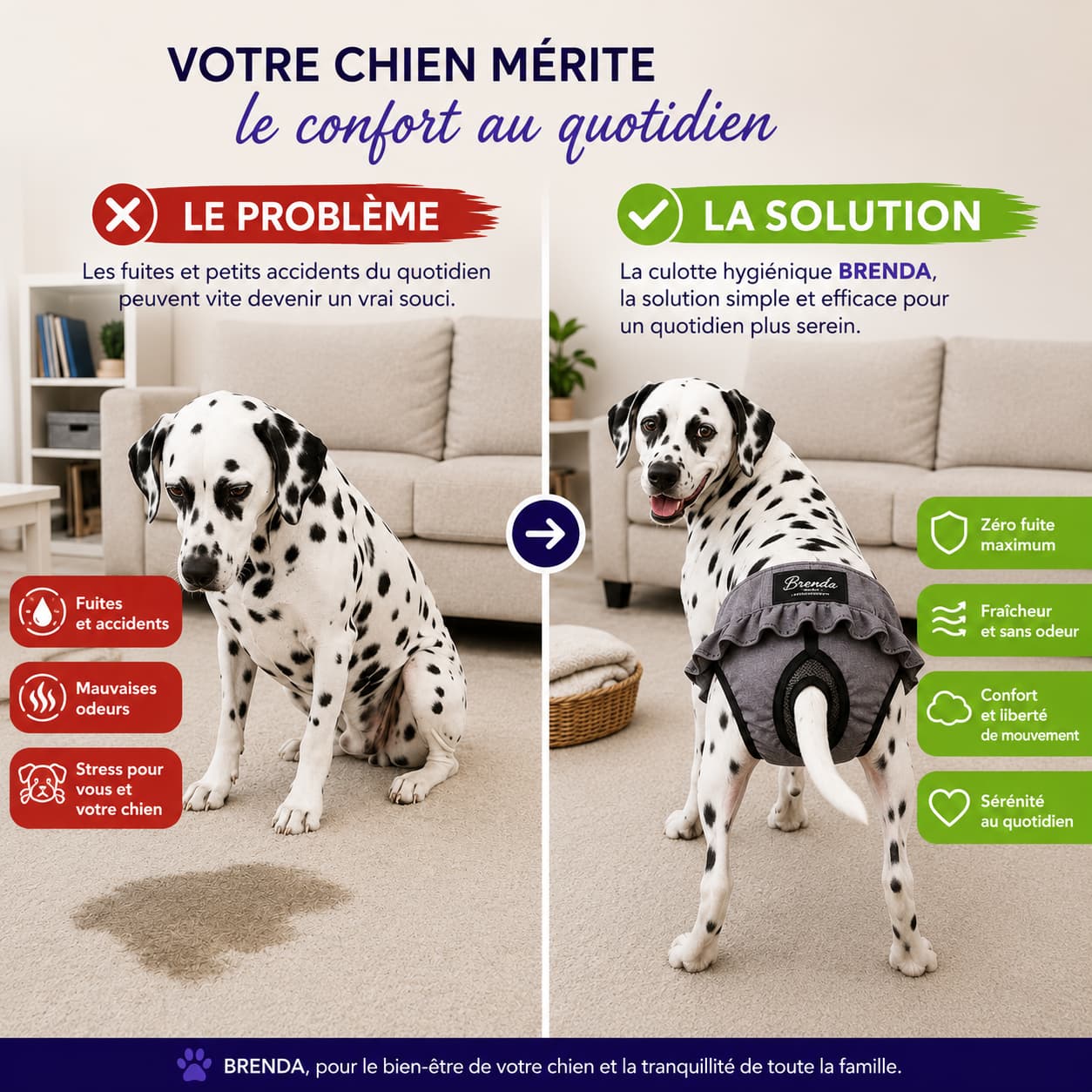 Le problème : accidents à la maison. La solution : une culotte lavable anti-fuite pour chien. 
