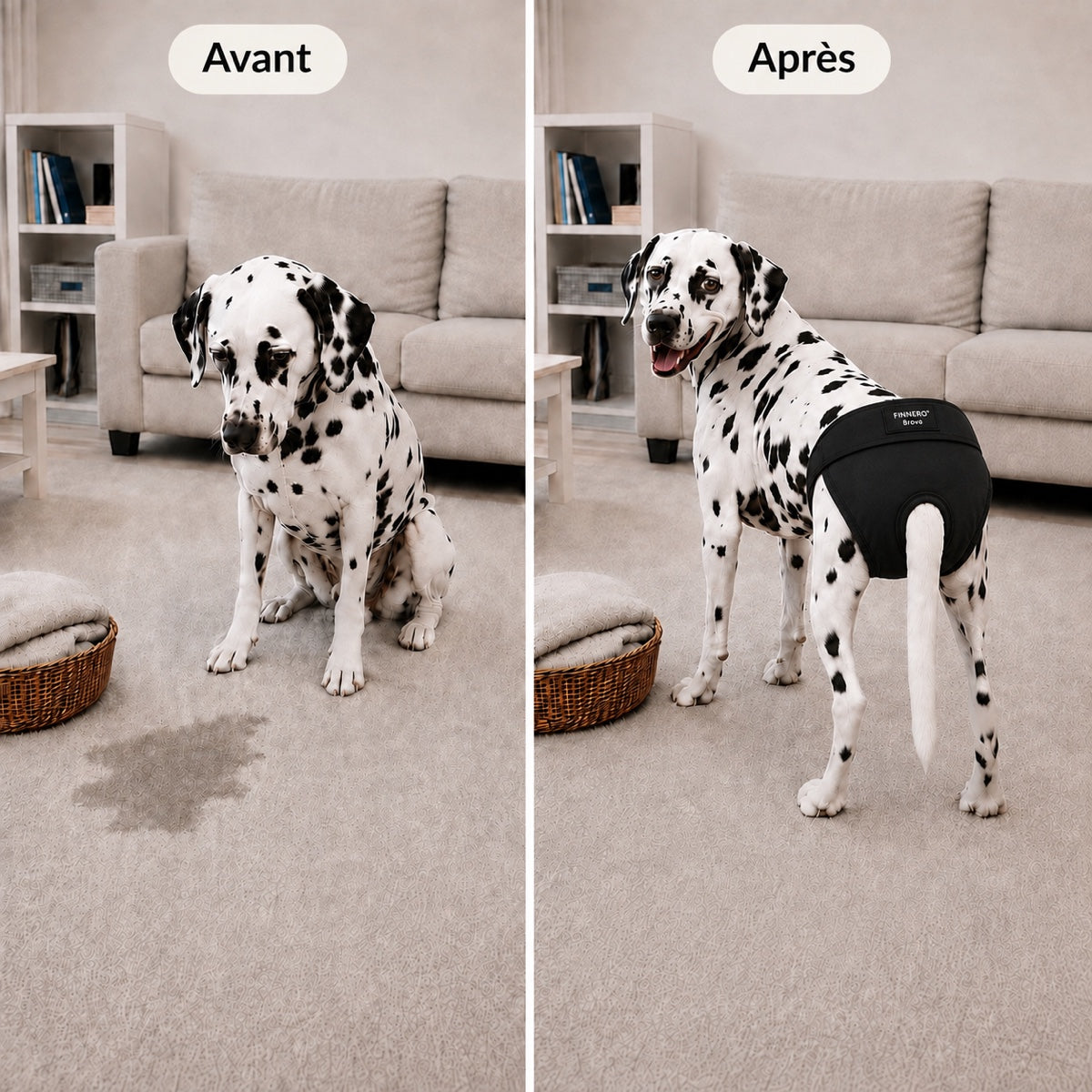 Avant et après avec la culotte Brava lavable pour chienne