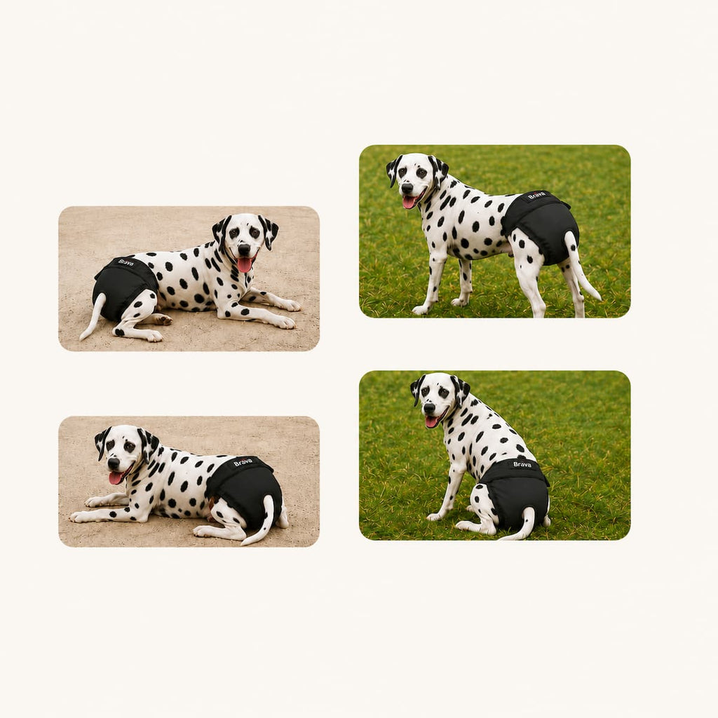 Chienne portant la culotte Brava lavable pour une protection anti-fuite