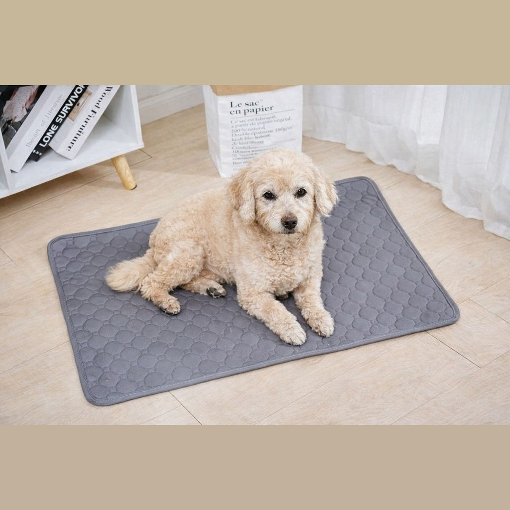 chien senior allongé sur tapis absorbant lavable maison gris