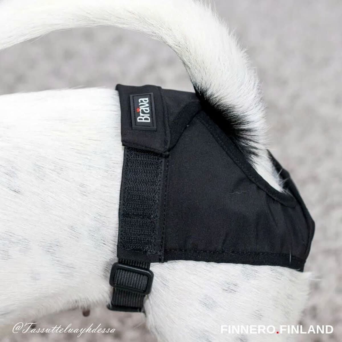 Culotte Brava lavable pour chienne — Chaleurs & incontinence
