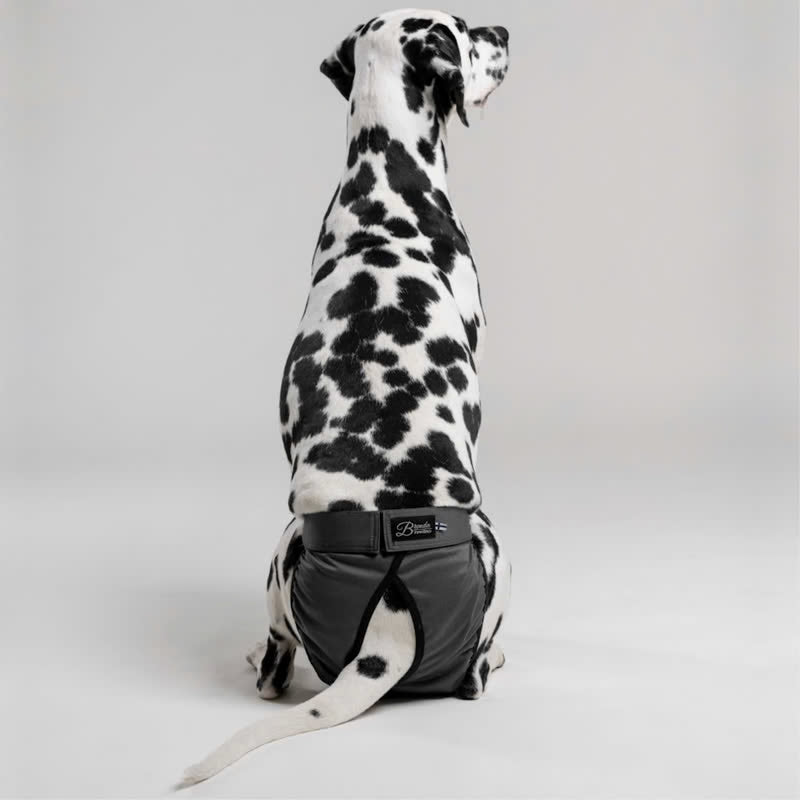 Culotte Brenda anti-fuite lavable pour chienne – vue arrière portée