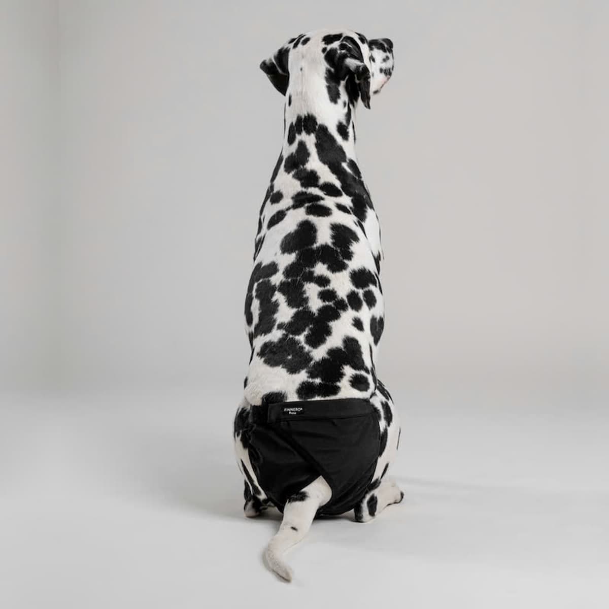 Vue arrière de la culotte Brava portée par un chien.