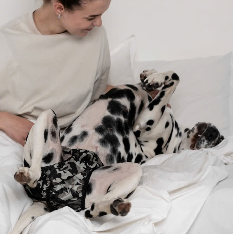 Chienne portant la culotte anti-fuite lavable Brenda confortablement installée sur un lit