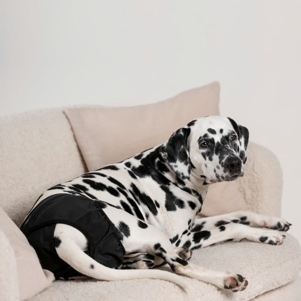 Culotte Brava noire portée par un chien couché sur un canapé.
