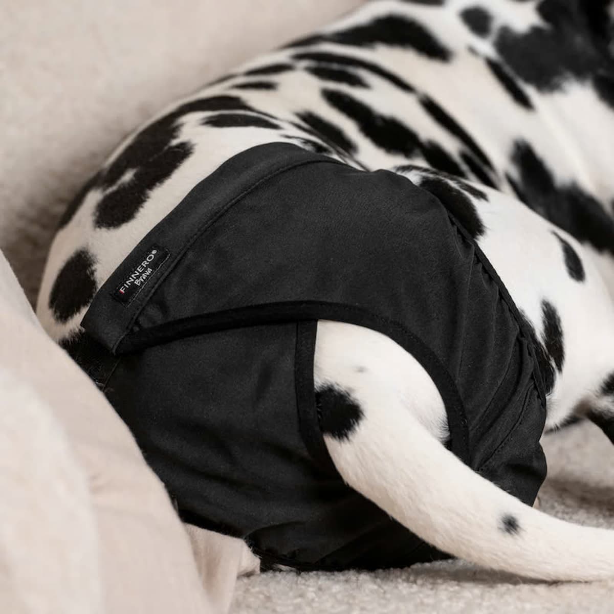 Gros plan de la culotte Brava ajustée sur un chien.