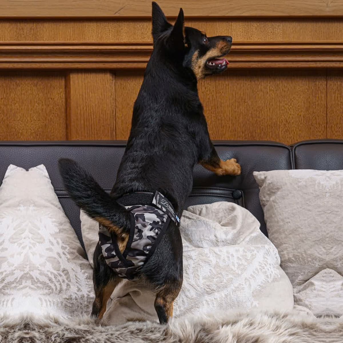 Chien portant la culotte anti-fuite lavable Brenda pour l’incontinence debout sur un canapé