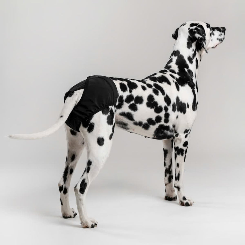 Chien debout portant la culotte Brava noire de profil.
