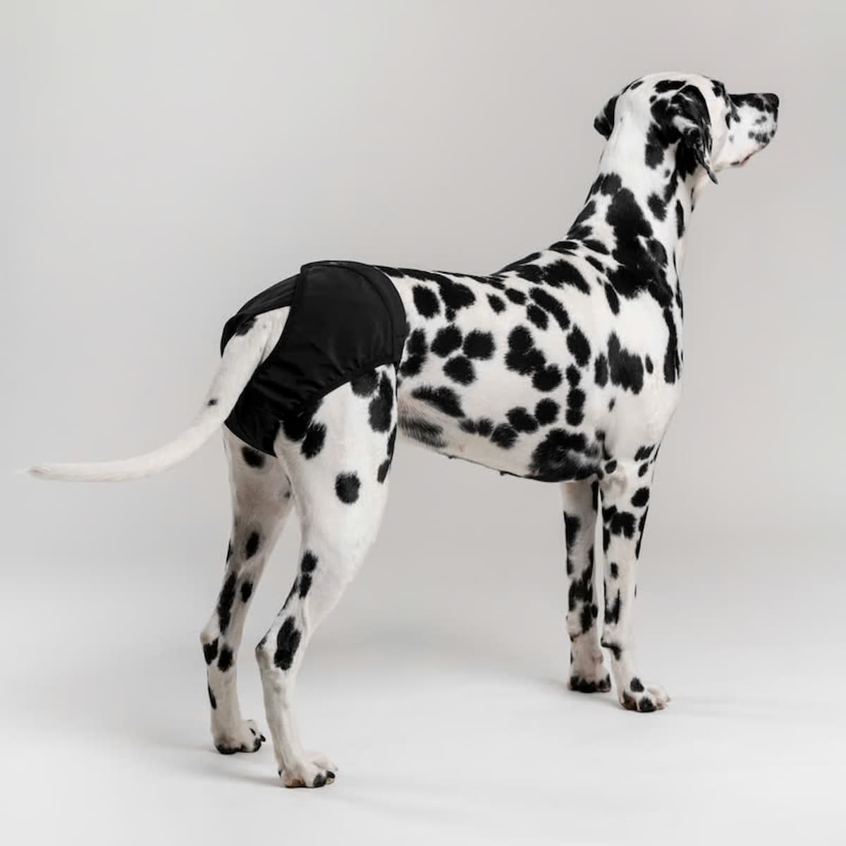 Chien debout portant la culotte Brava noire de profil.
