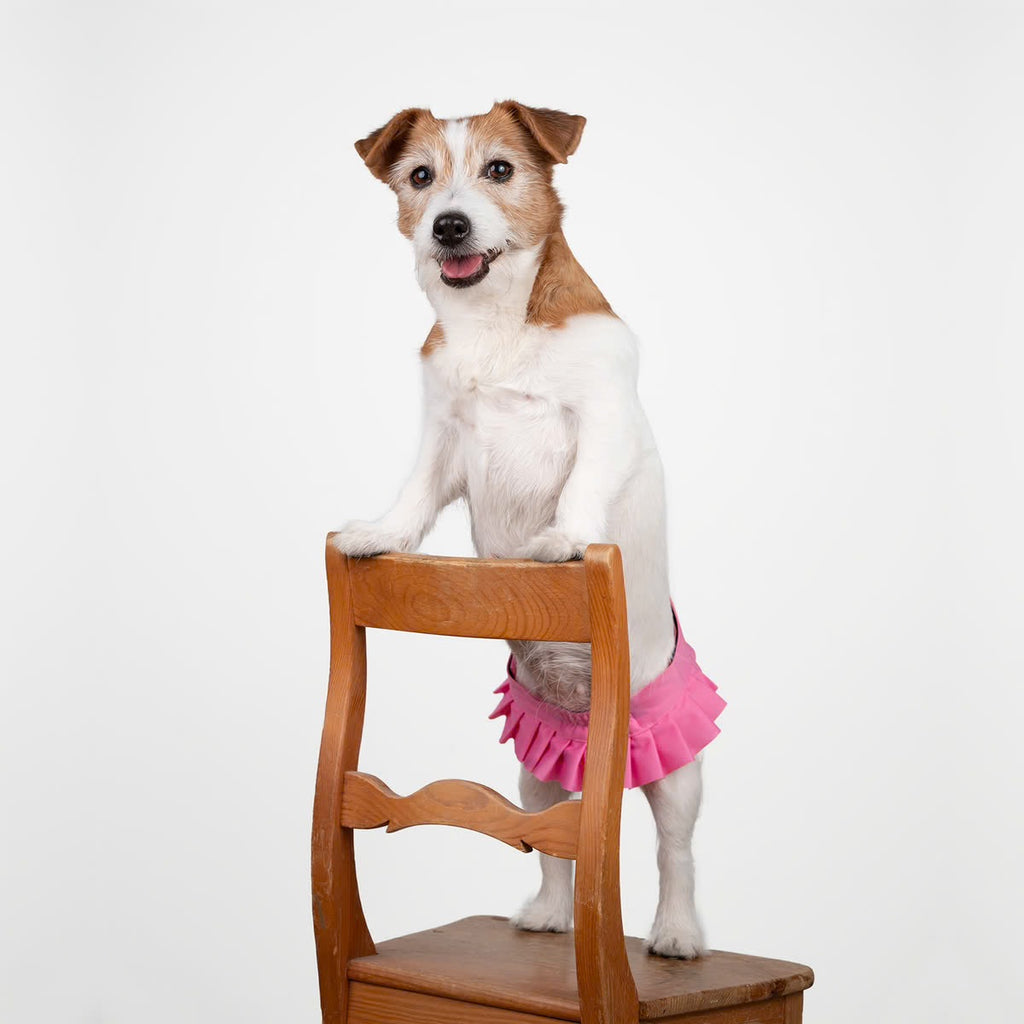 Culotte Ballerina Anti-Fuite Lavable pour Chienne | Incontinence Chien Senior
