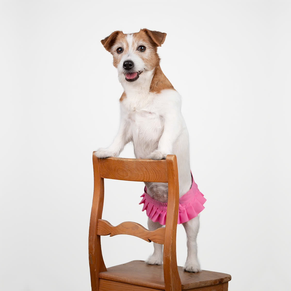 Culotte Ballerina Anti-Fuite Lavable pour Chienne | Incontinence Chien Senior
