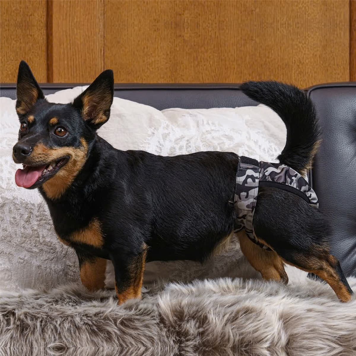 Chien portant la culotte anti-fuite lavable Brenda pour l’incontinence sur un canapé