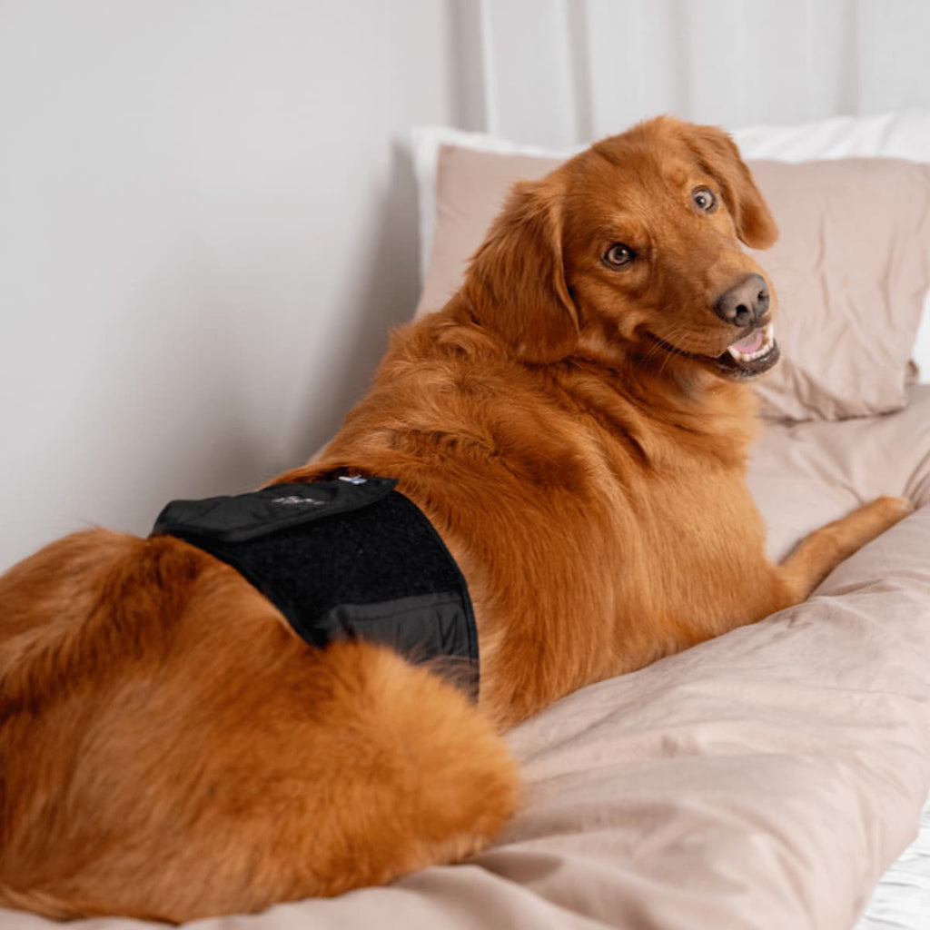 Golden Retriever portant une bande ventrale lavable noire JustinCase.