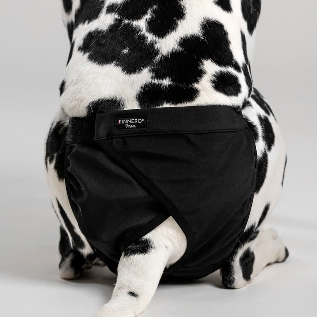 Chien assis portant la culotte Brava noire vue arrière.