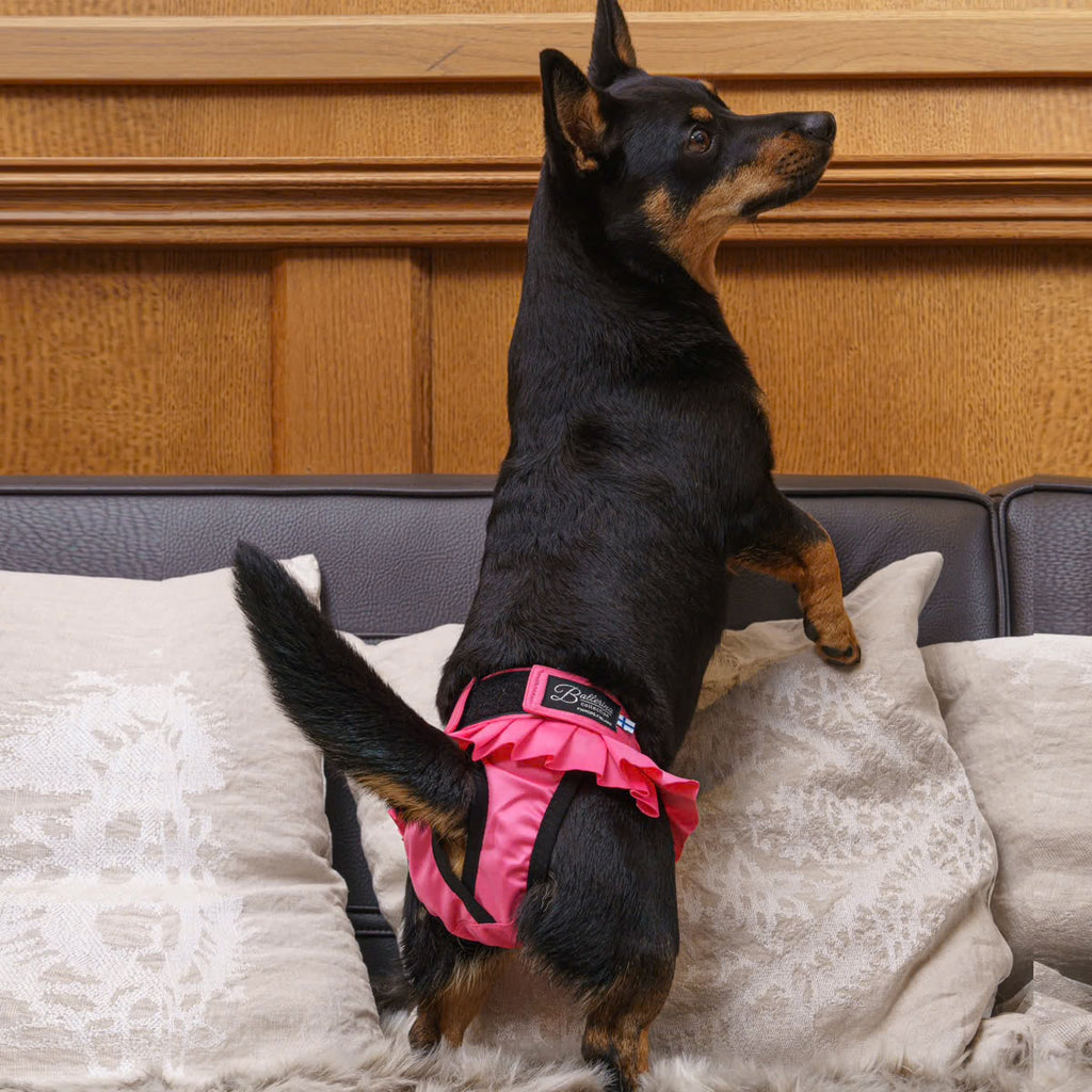 Chienne portant la culotte lavable Ballerina rose debout