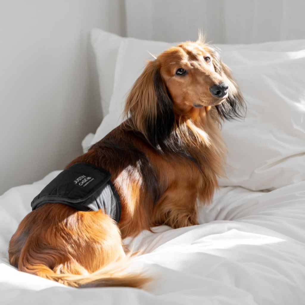 Teckel portant une bande ventrale lavable noire JustinCase.