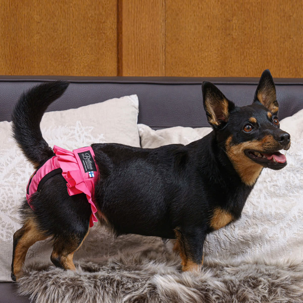 Chienne portant la culotte lavable Ballerina rose sur un canapé