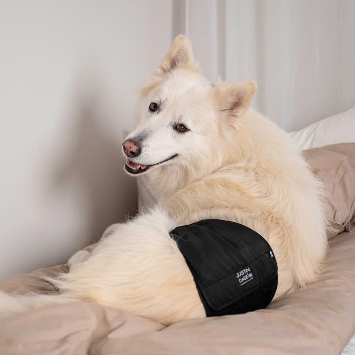 Chien blanc portant une bande ventrale noire JustinCase.