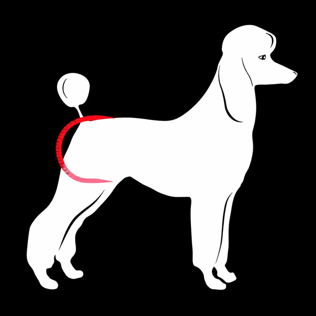 Schéma de positionnement de la culotte Brava sur le chien.