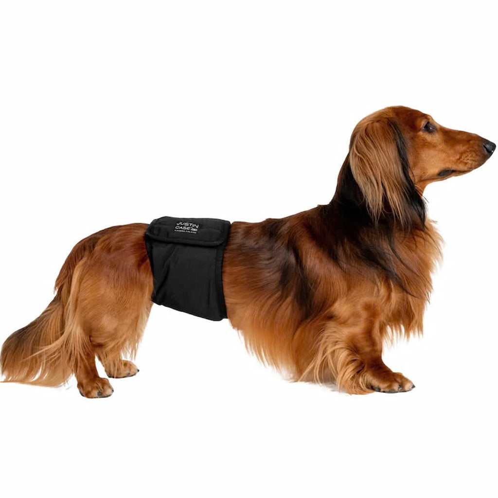 Teckel portant une bande ventrale lavable noire JustinCase pour chien mâle incontinent.