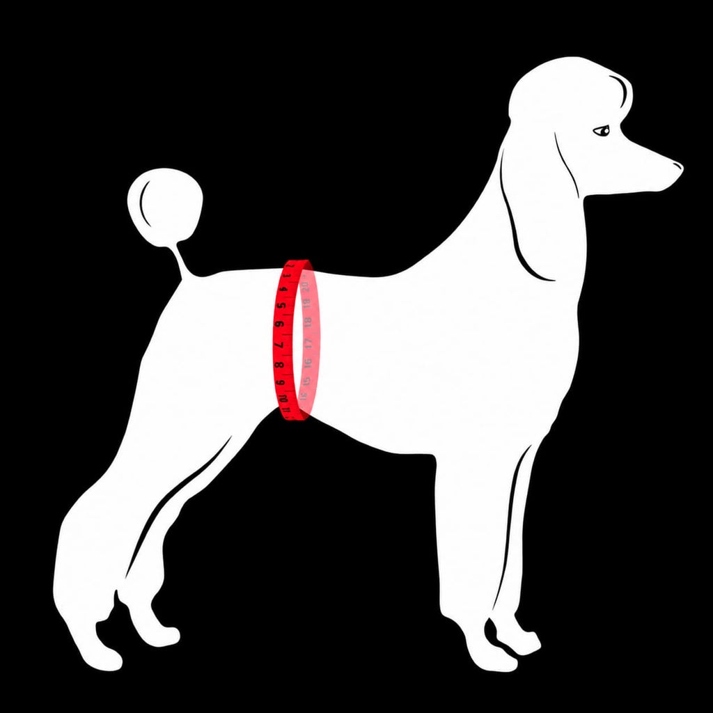 Position correcte de la bande ventrale JustinCase sur un chien mâle.