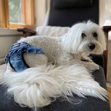 Culotte Ballerina Anti-Fuite Lavable pour Chienne | Incontinence Chien Senior