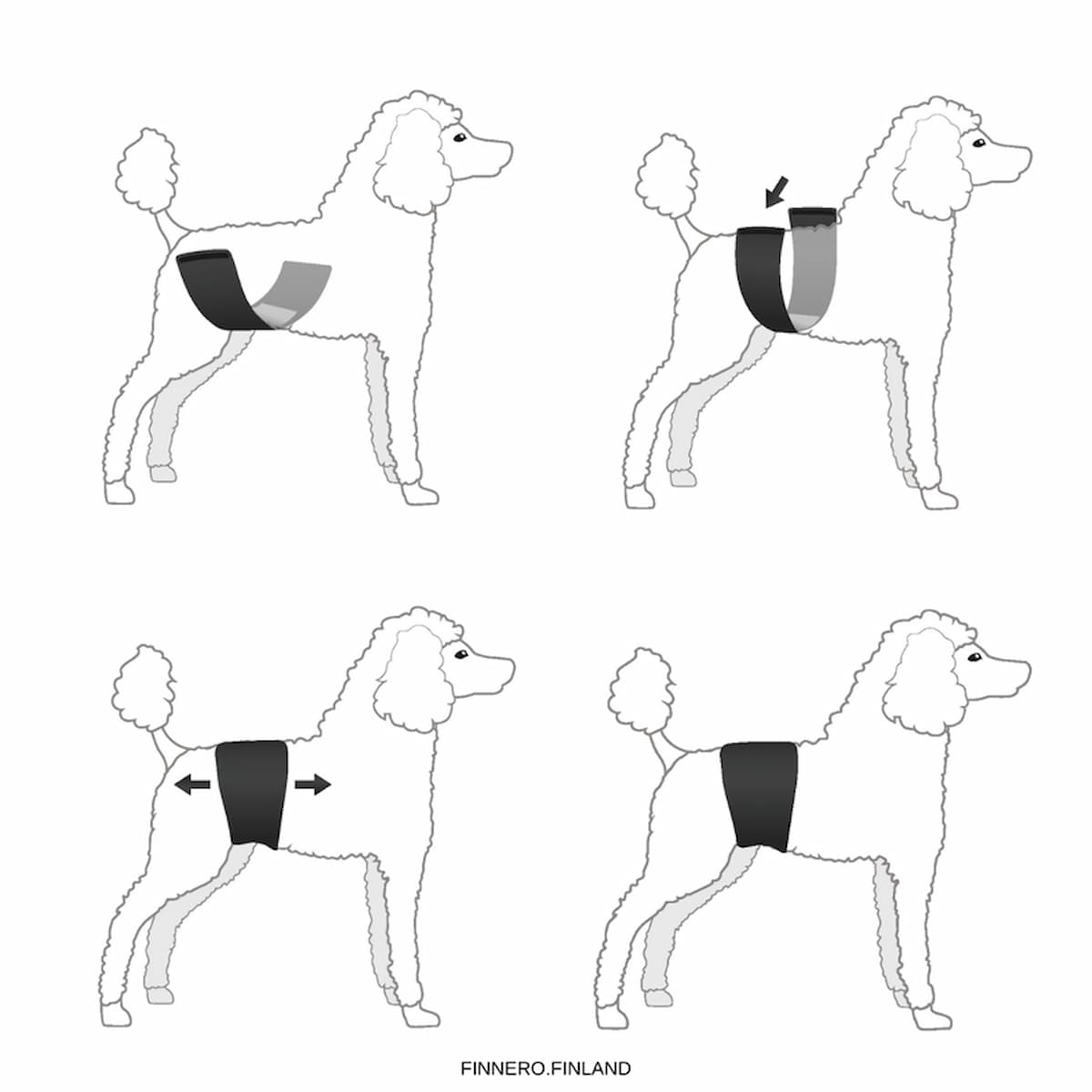 Étapes pour mettre correctement la bande ventrale JustinCase sur un chien.