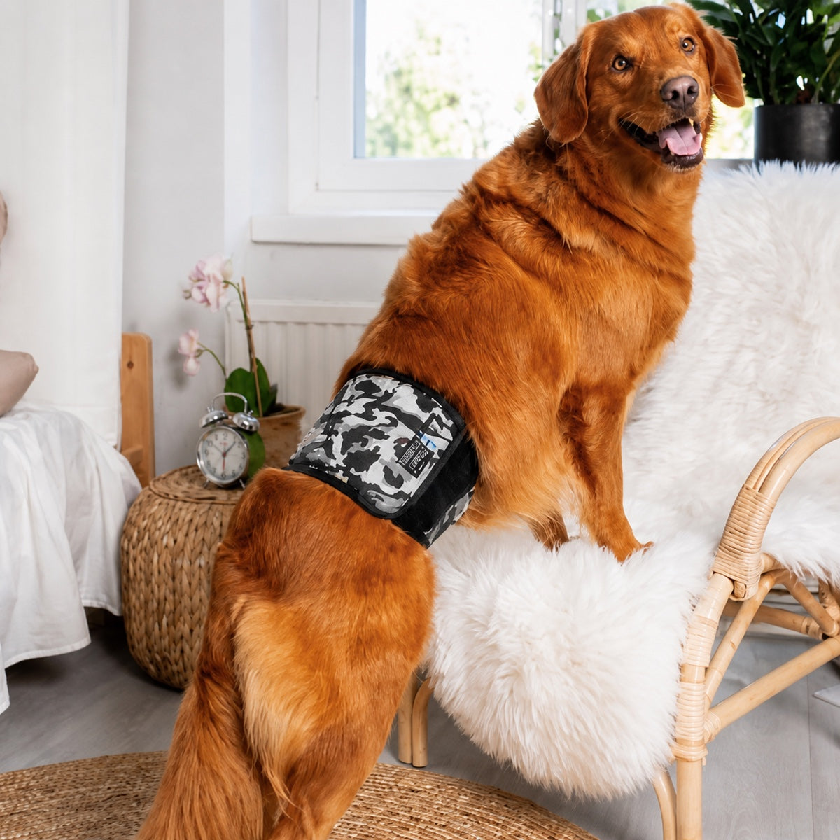 Bande ventrale JustinCase lavable pour chien mâle, protection anti-fuite