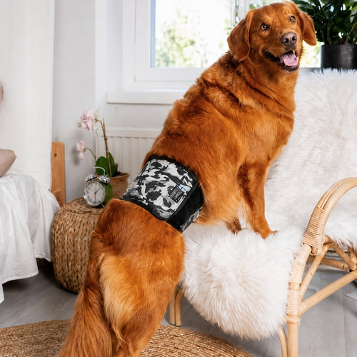 Bande ventrale JustinCase lavable pour chien mâle, protection anti-fuite
