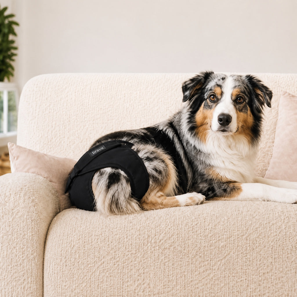 Culotte Brava lavable pour chienne, protection anti-fuite