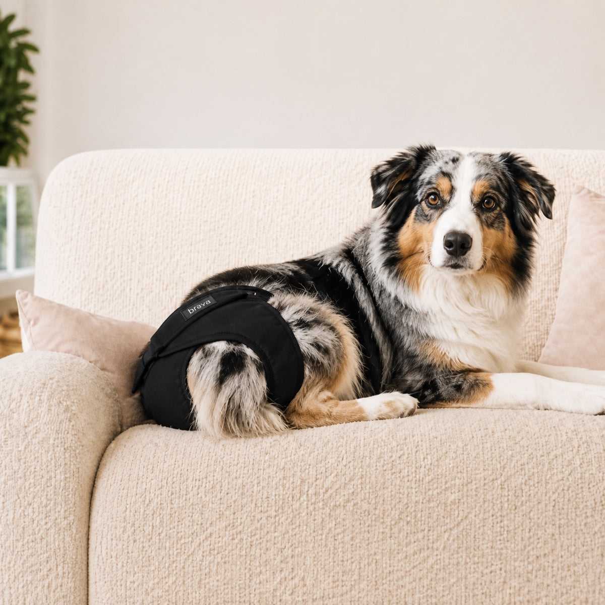 Culotte Brava lavable pour chienne, protection anti-fuite